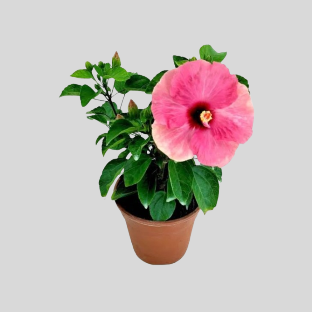 Hibiscus Hybrid Plant – Sri Sai Nursery Garden