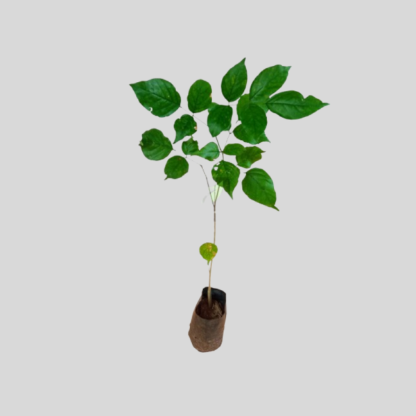 Pungai Tree Plant