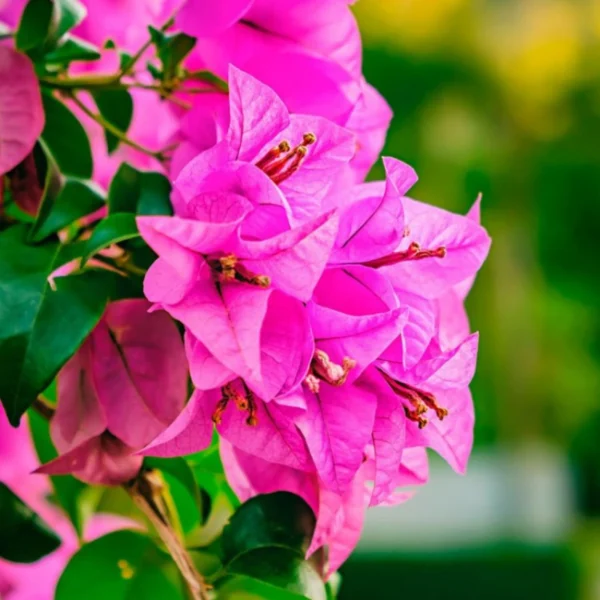 Bougainvillea pink flower