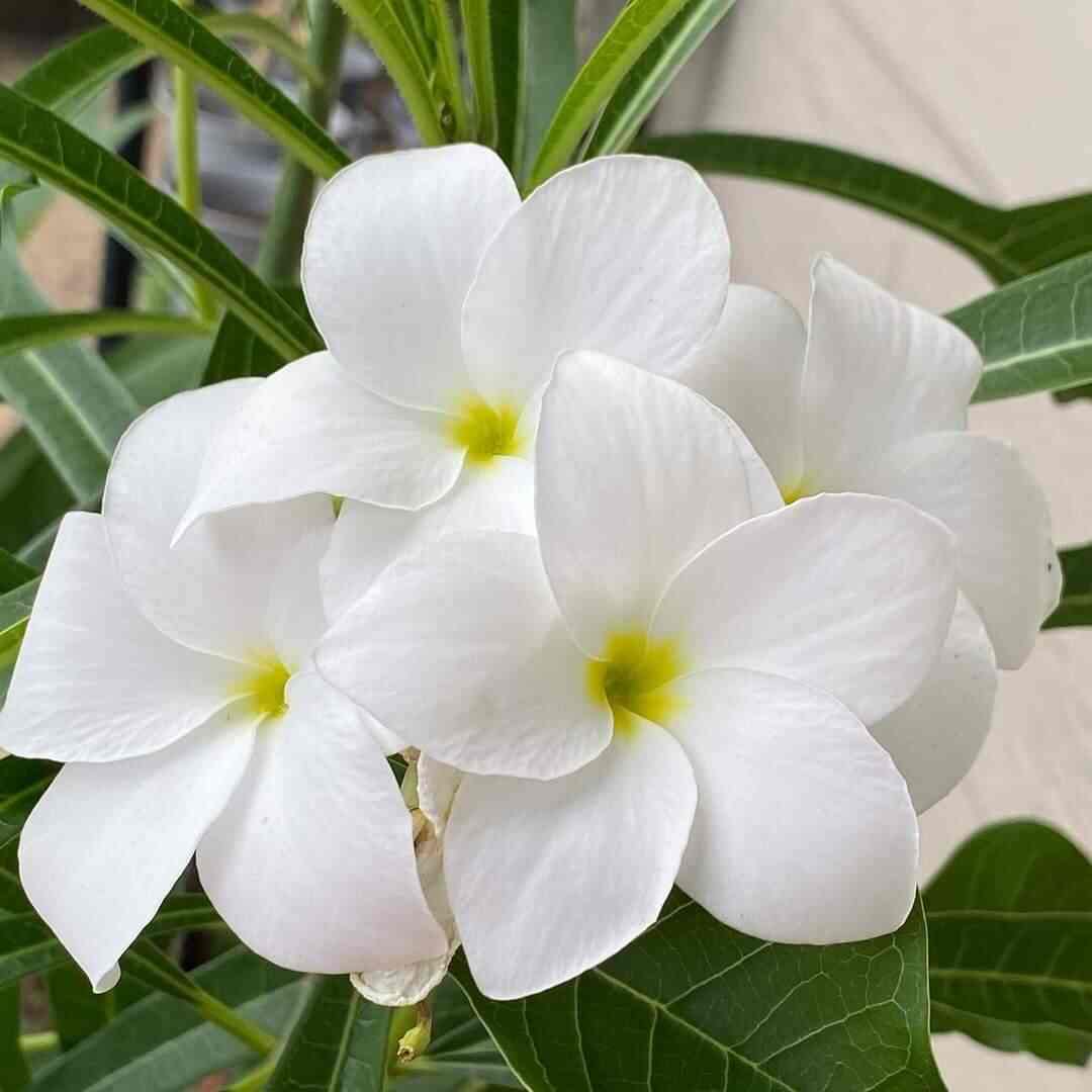 plumeria padiga white – Sri Sai Nursery Garden