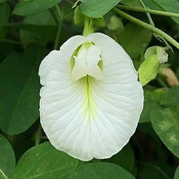 sangu poo fower white
