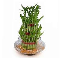 Lucky Bamboo 3 Layer set